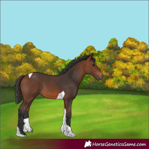 Horse Color:Bay Tobiano 