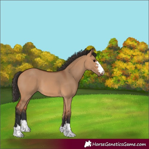 Horse Color:Bay Dun 
