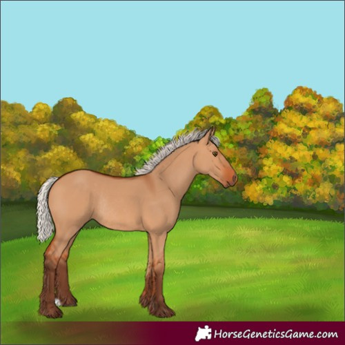 Horse Color:Silver Bay Dun Rabicano