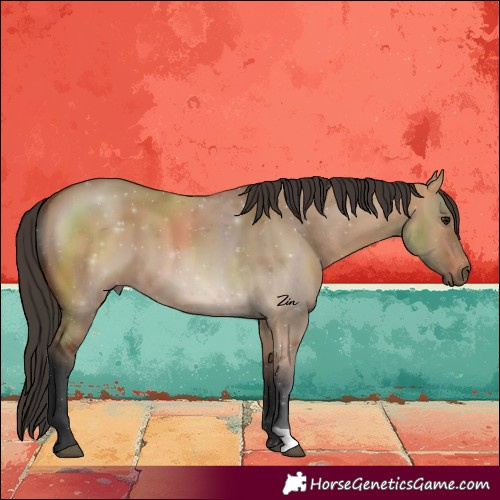 Horse Color:Bay Dun