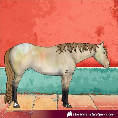 Horse Color:Buckskin Dun Varnish