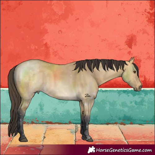 Horse Color:Buckskin Dun
