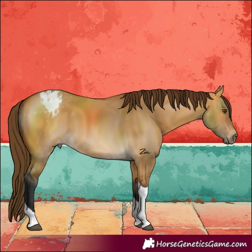 Horse Color:Gray Buckskin Dun Tobiano Varnish