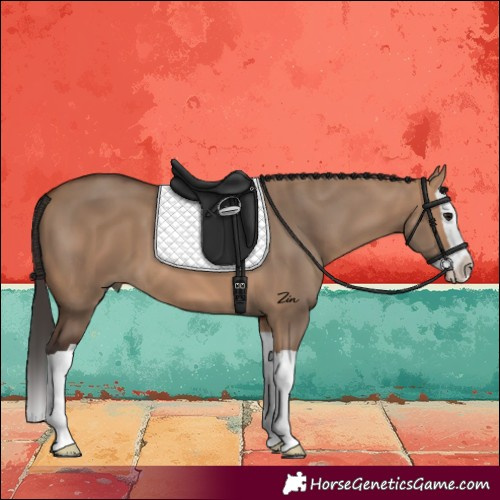 Horse Color:Bay Dun Splash 