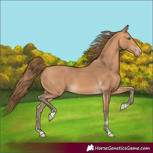 Horse Color:Unknown 