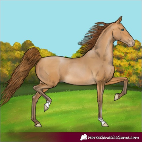 Horse Color:Unknown 