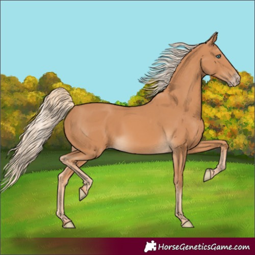 Horse Color:Gray White Spotted Cremello 