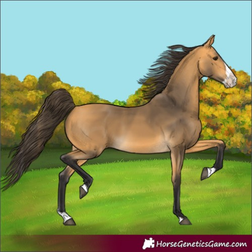 Horse Color:Unknown