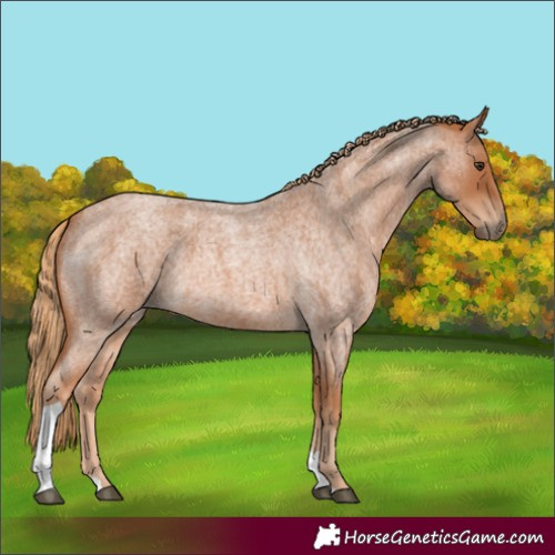 Horse Color:Red Roan Tobiano 