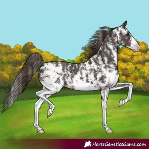 Horse Color:Unknown 