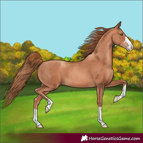 Horse Color:Unknown 
