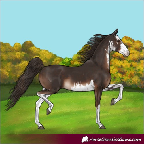 Horse Color:White Spotted Liver Chestnut