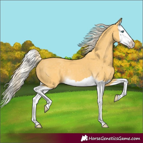 Horse Color:Unknown 