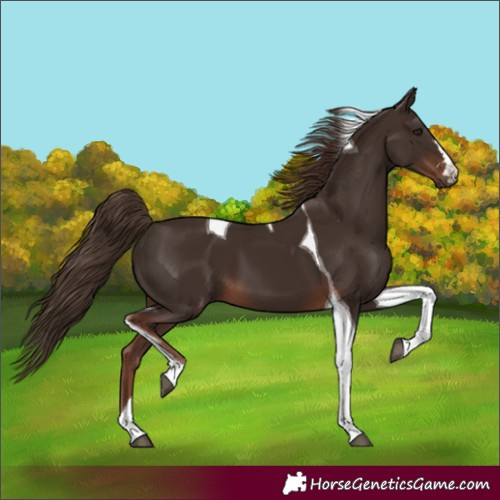 Horse Color:Unknown 