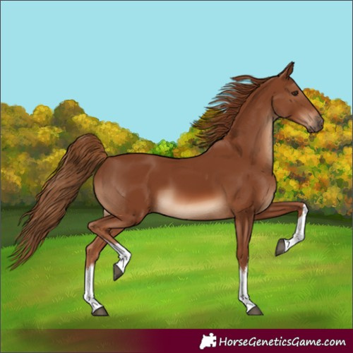 Horse Color:Unknown 