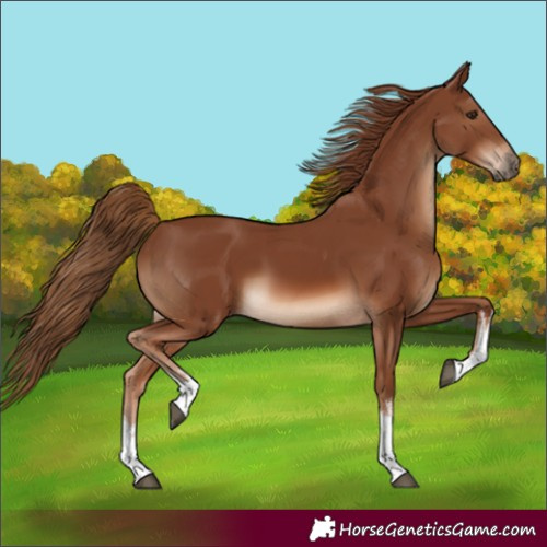 Horse Color:Unknown 