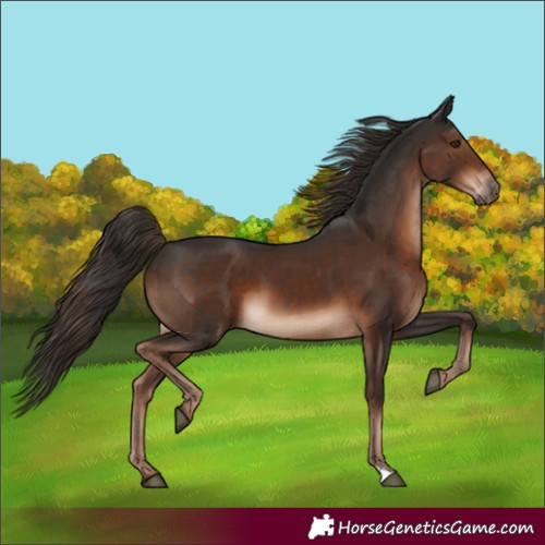 Horse Color:Liver Chestnut 