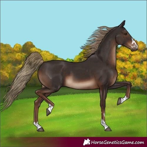 Horse Color:Unknown 