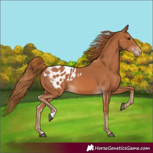 Horse Color:Chestnut Blanket