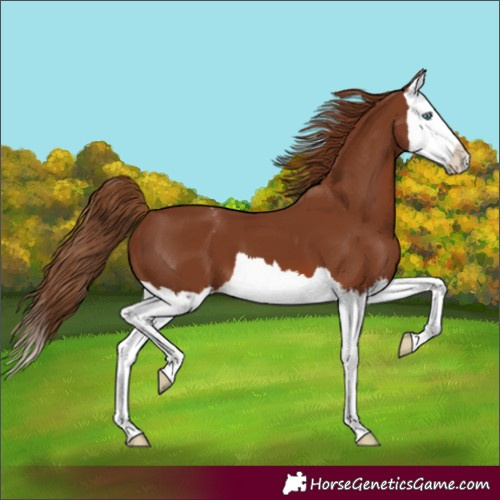 Horse Color:Chestnut Splash Varnish 