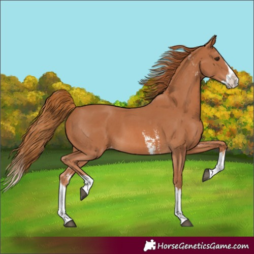 Horse Color:Unknown 