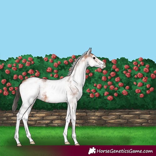 Horse Color:White Spotted Bay