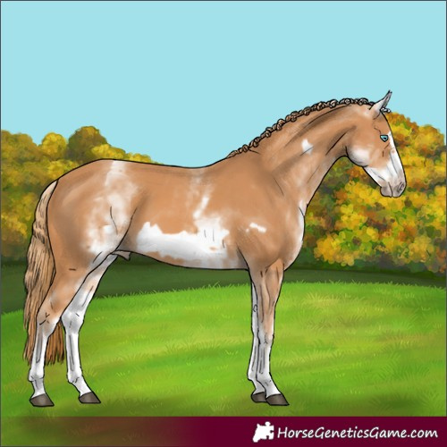 Horse Color:White Spotted Chestnut Frame 