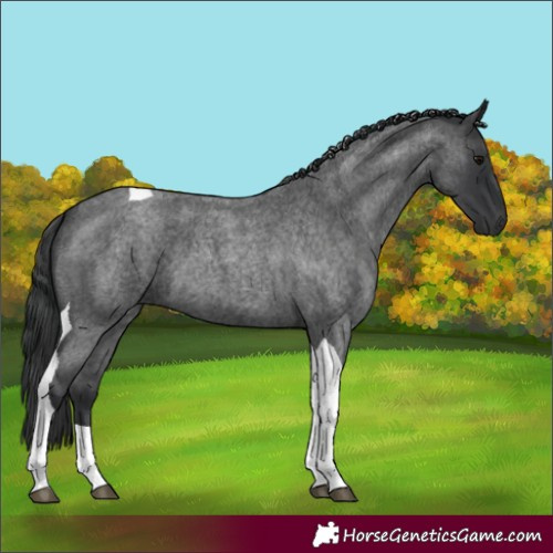 Horse Color:Unknown 