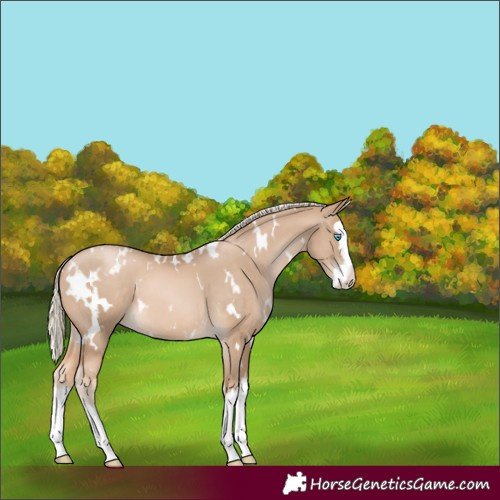 Horse Color:White Spotted Chocolate Palomino Pearl Splash 