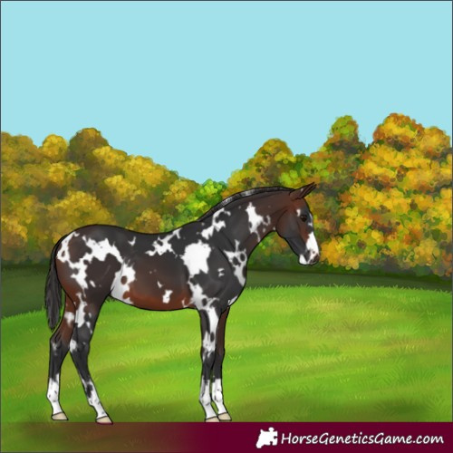 Horse Color:White Spotted Brown