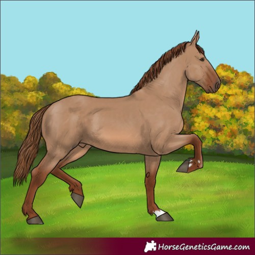 Horse Color:Red Dun 