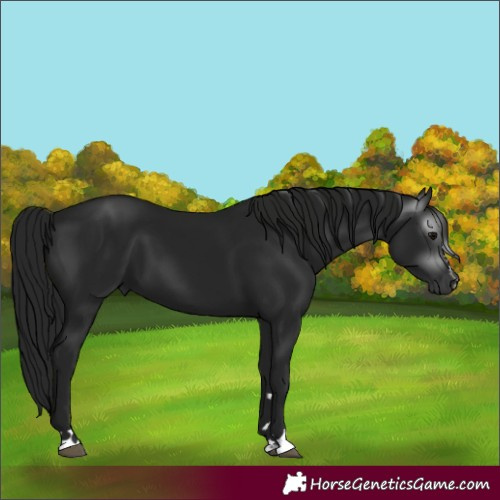 Horse Color:Gray Black