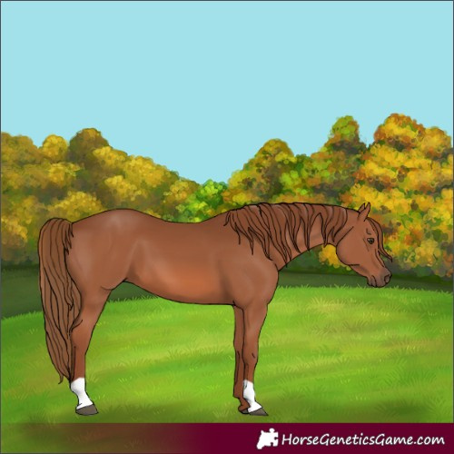 Horse Color:Chestnut 