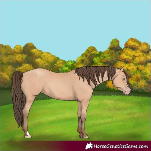 Horse Color:Amber Champagne 