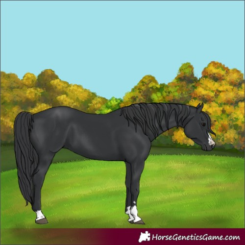 Horse Color:Black