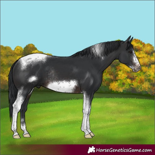 Horse Color:Brown Tobiano Frame Rabicano