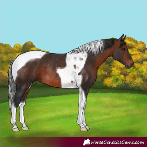Horse Color:Brown Tobiano Rabicano