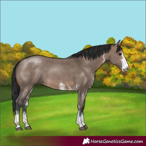 Horse Color:Brown Dun Sabino 