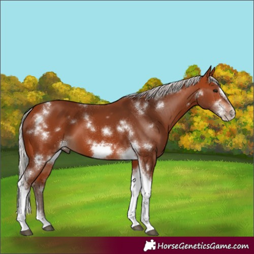 Horse Color:White Spotted Silver Bay Tobiano Frame