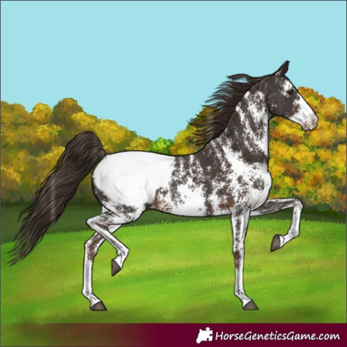 Horse Color:Liver Chestnut Sabino Snowcap