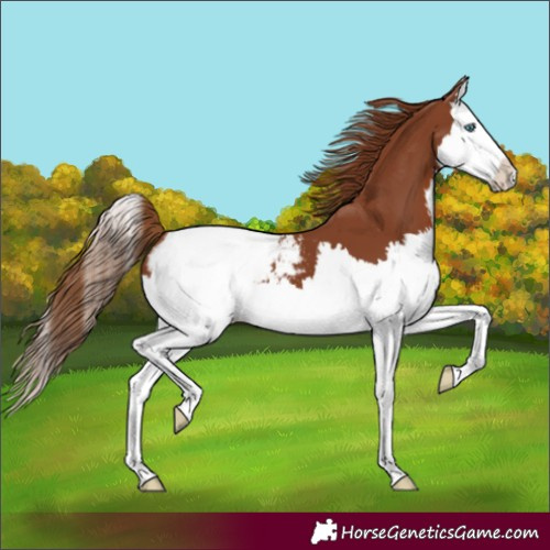 Horse Color:Unknown 