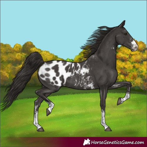 Horse Color:Liver Chestnut Sabino Blanket 