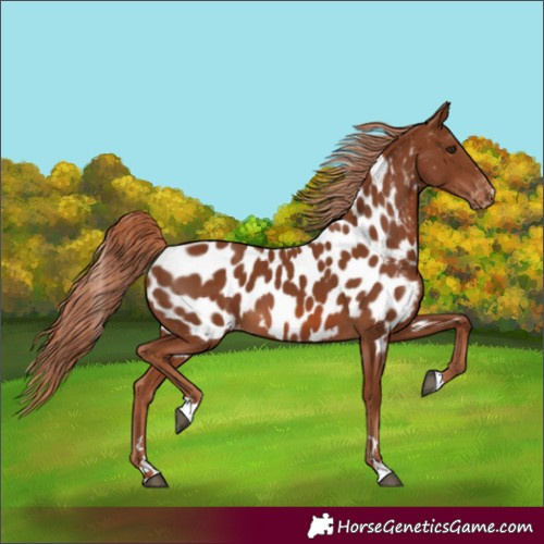 Horse Color:Chestnut Near Leopard 