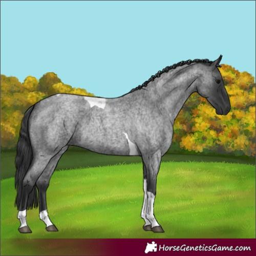 Horse Color:Unknown 