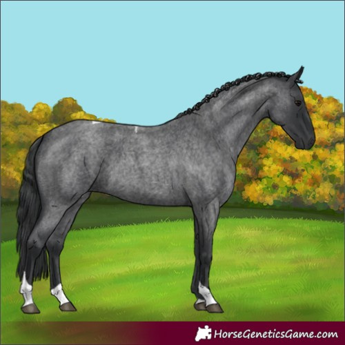 Horse Color:Unknown 