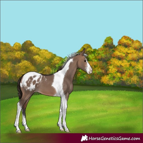 Horse Color:Brown Dun Sabino Tobiano Blanket