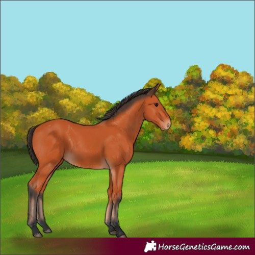 Horse Color:Bay 