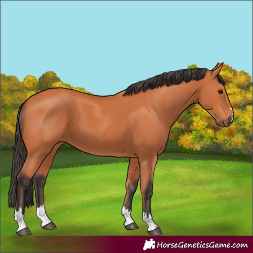 Horse Color:Bay 