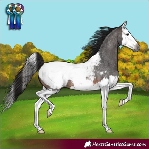 Horse Color:Gray Brown Roan Splash Snowcap