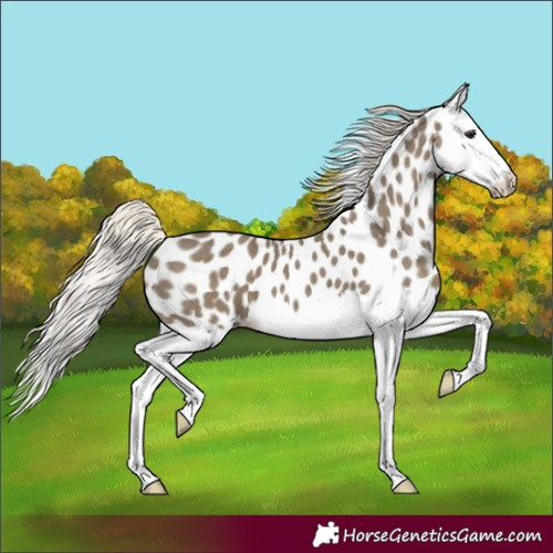 Horse Color:Unknown 